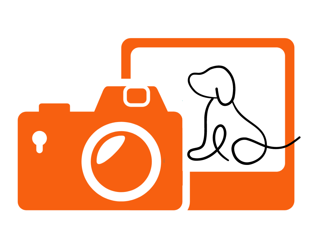 foto perro fotografo